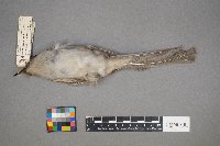 Coccyzus erythropthalmus image