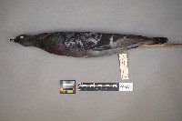 Columba livia image
