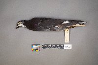 Columba livia image
