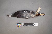 Columba livia image