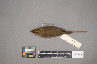 Seiurus aurocapilla image