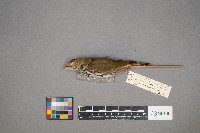 Seiurus aurocapilla image