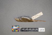 Seiurus aurocapilla image