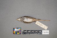 Seiurus aurocapilla image