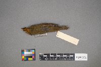 Seiurus aurocapilla image