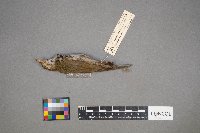 Seiurus aurocapilla image