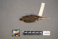 Media resource of Seiurus aurocapilla