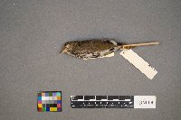 Seiurus aurocapilla image