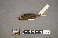 Seiurus aurocapilla image