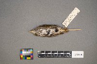 Seiurus aurocapilla image