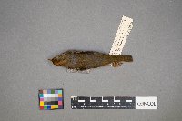 Seiurus aurocapilla image