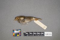 Seiurus aurocapilla image