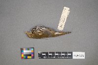 Seiurus aurocapilla image