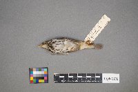 Seiurus aurocapilla image