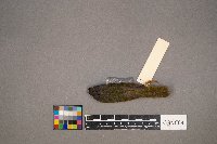 Geothlypis philadelphia image