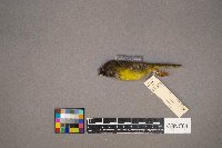 Geothlypis philadelphia image