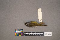 Geothlypis philadelphia image