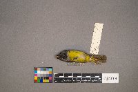 Geothlypis philadelphia image