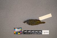 Geothlypis philadelphia image