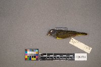 Geothlypis philadelphia image