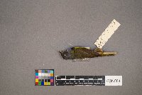 Geothlypis philadelphia image