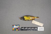 Geothlypis philadelphia image