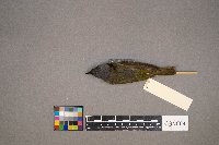 Geothlypis philadelphia image