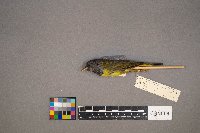 Geothlypis philadelphia image