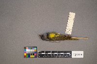 Geothlypis philadelphia image