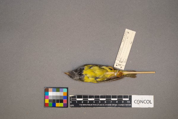 Geothlypis philadelphia image