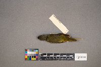 Geothlypis philadelphia image