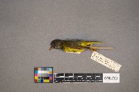 Geothlypis philadelphia image