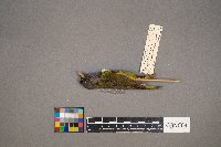 Geothlypis philadelphia image