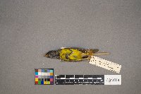 Geothlypis philadelphia image