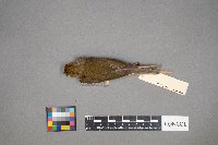 Seiurus aurocapilla image