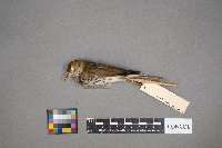 Seiurus aurocapilla image