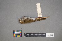 Seiurus aurocapilla image