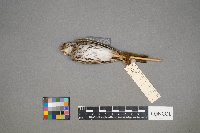 Seiurus aurocapilla image