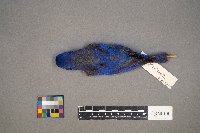 Setophaga petechia image