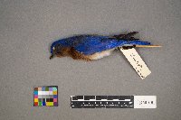 Setophaga petechia image