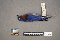 Setophaga petechia image