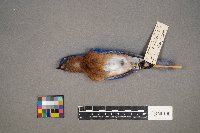 Setophaga petechia image