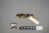 Setophaga magnolia image