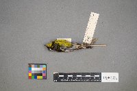 Setophaga magnolia image