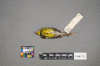 Setophaga magnolia image