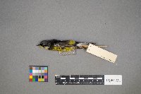 Setophaga magnolia image