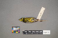 Setophaga magnolia image