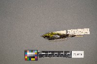 Setophaga magnolia image