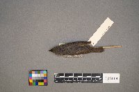 Media resource of Cardellina canadensis