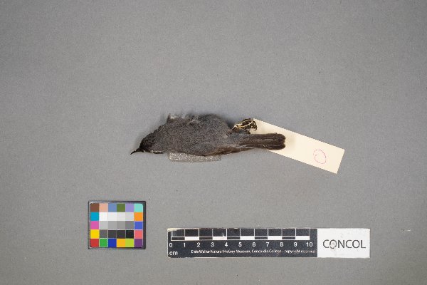 Setophaga dominica image